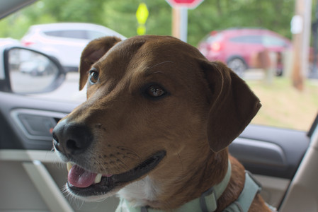 20250707_Dog Park__DSC0055_.jpg