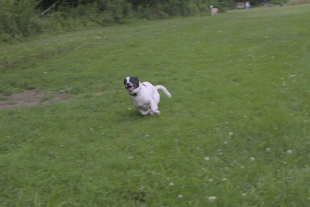 20250707_Dog Park__DSC0061_.jpg