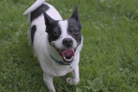 20250707_Dog Park__DSC0068_.jpg