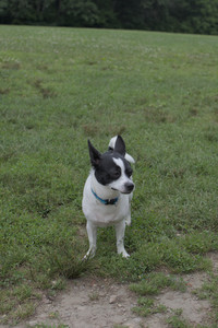 20250707_Dog Park__DSC0102_.jpg