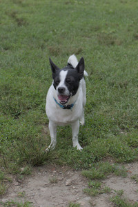 20250707_Dog Park__DSC0104_.jpg