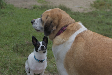 20250707_Dog Park__DSC0107_.jpg