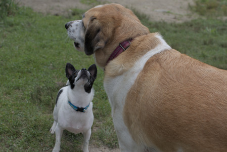 20250707_Dog Park__DSC0108_.jpg