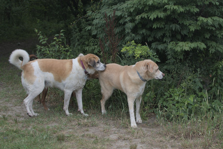 20250707_Dog Park__DSC0115_.jpg