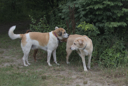 20250707_Dog Park__DSC0116_.jpg