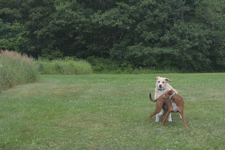 20250707_Dog Park__DSC0124_.jpg
