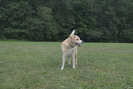 20250707_Dog Park__DSC0126_.jpg