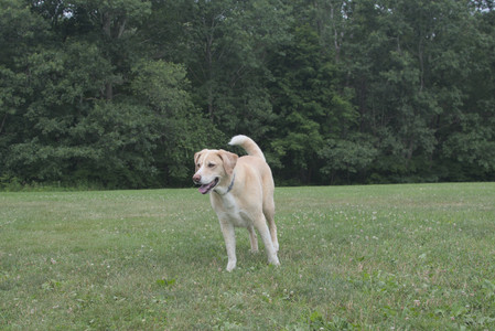 20250707_Dog Park__DSC0129_.jpg