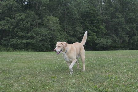 20250707_Dog Park__DSC0130_.jpg