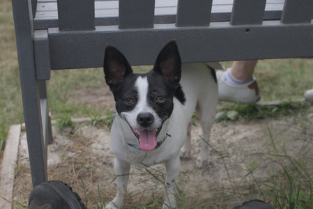 20250707_Dog Park__DSC0146_.jpg