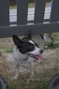 20250707_Dog Park__DSC0148_.jpg