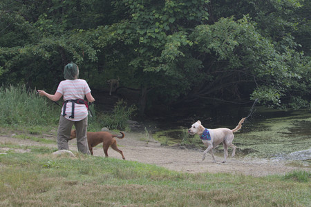 20250707_Dog Park__DSC0156_.jpg