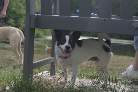 20250707_Dog Park__DSC0159_.jpg