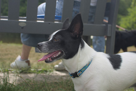 20250707_Dog Park__DSC0161_.jpg