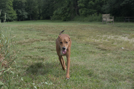 20250707_Dog Park__DSC0164_.jpg