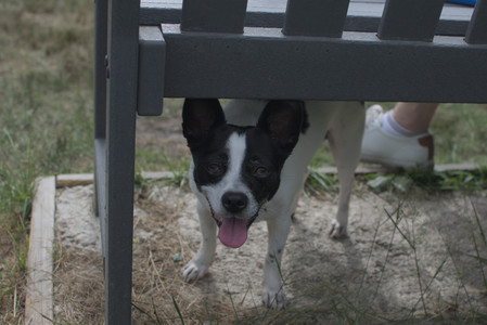 20250707_Dog Park__DSC0174_.jpg