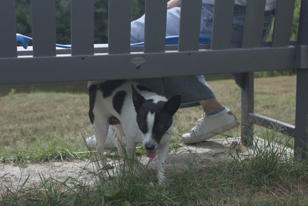 20250707_Dog Park__DSC0175_.jpg