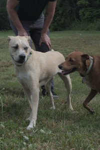 20250707_Dog Park__DSC0181_0.jpg