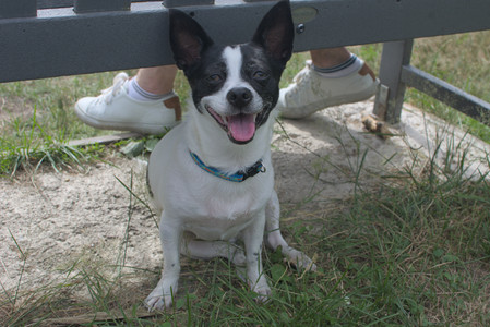 20250707_Dog Park__DSC0183_.jpg