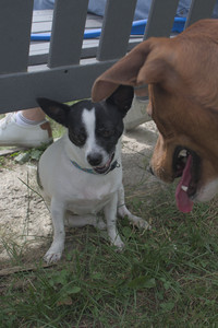 20250707_Dog Park__DSC0188_.jpg