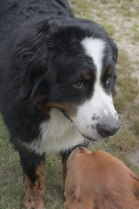 20250707_Dog Park__DSC0192_.jpg