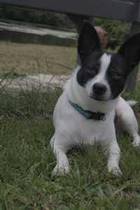 20250707_Dog Park__DSC0202_.jpg