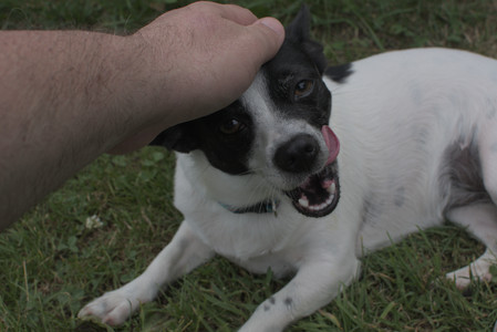 20250707_Dog Park__DSC0207_.jpg