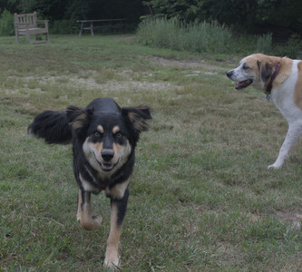 20250707_Dog Park__DSC0217_.jpg