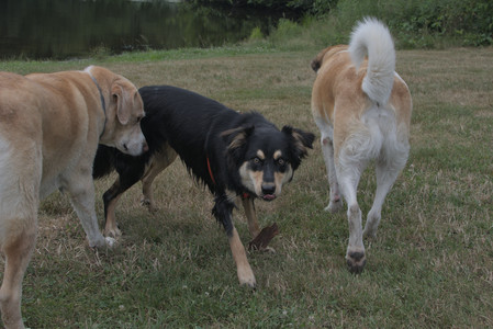 20250707_Dog Park__DSC0221_.jpg