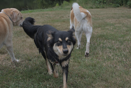 20250707_Dog Park__DSC0223_.jpg