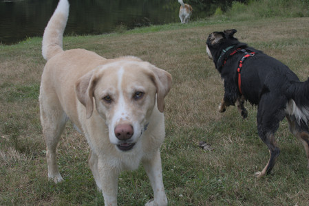 20250707_Dog Park__DSC0226_.jpg