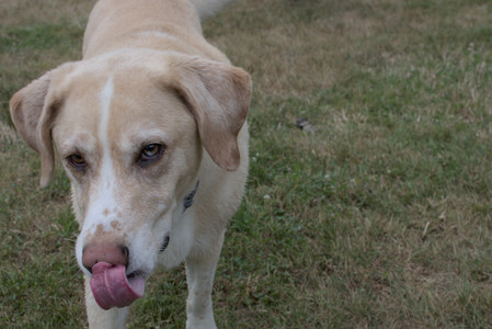 20250707_Dog Park__DSC0228_.jpg