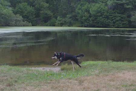 20250707_Dog Park__DSC0229_.jpg