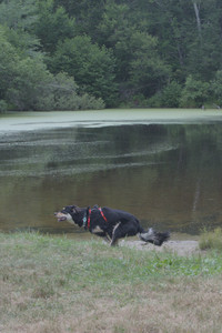 20250707_Dog Park__DSC0230_.jpg