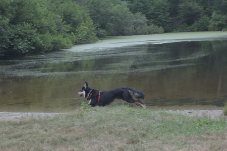 20250707_Dog Park__DSC0231_.jpg