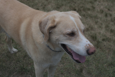 20250707_Dog Park__DSC0263_.jpg