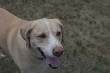 20250707_Dog Park__DSC0268_.jpg