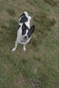 20250707_Dog Park__DSC0269_.jpg