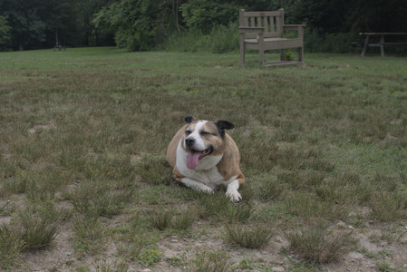 20250707_Dog Park__DSC0275_.jpg