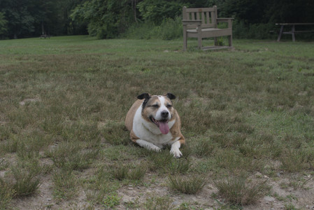20250707_Dog Park__DSC0280_.jpg