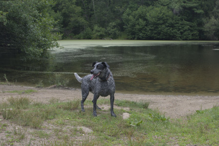 20250707_Dog Park__DSC0281_.jpg
