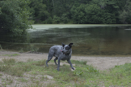 20250707_Dog Park__DSC0283_.jpg