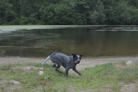 20250707_Dog Park__DSC0285_.jpg