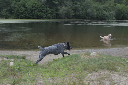20250707_Dog Park__DSC0286_.jpg