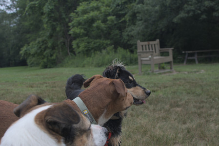 20250707_Dog Park__DSC0289_.jpg