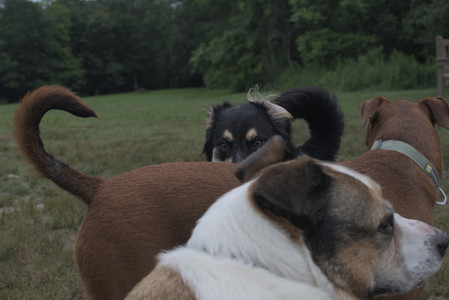 20250707_Dog Park__DSC0291_.jpg