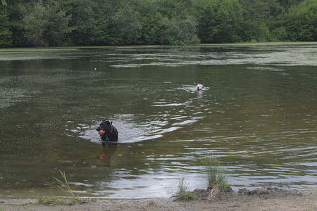 20250707_Dog Park__DSC0339_.jpg