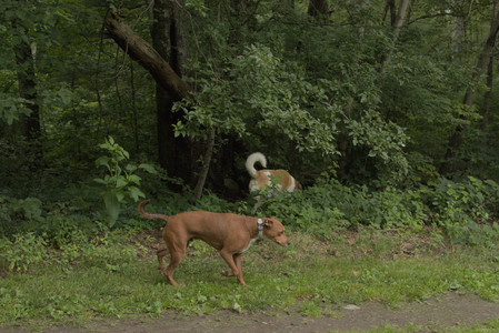 20250709_Imby at home and Dog park__DSC0039_.jpg