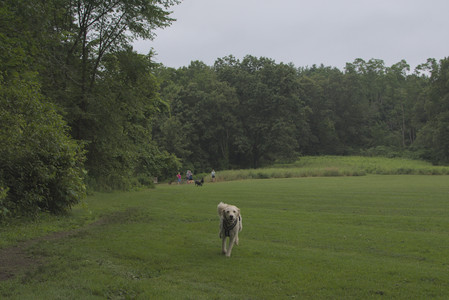 20250709_Imby at home and Dog park__DSC0044_.jpg