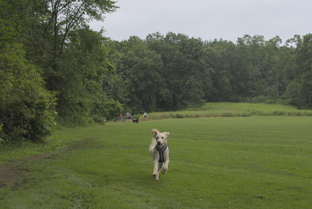 20250709_Imby at home and Dog park__DSC0045_.jpg